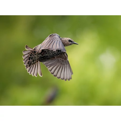 Sony Alpha 7R V