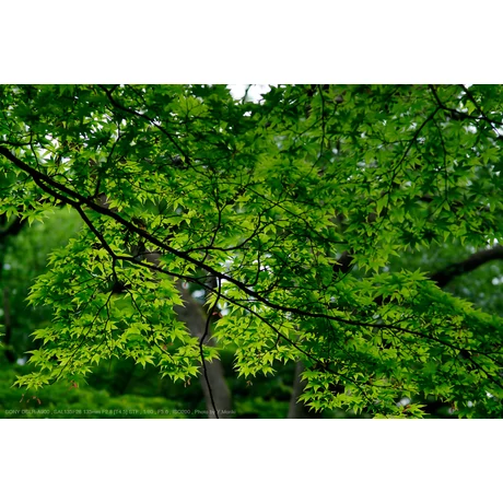 Sony 135 mm F2,8 [T4,5] STF