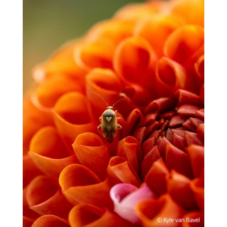 Sony FE 100 mm F2.8 Macro GM