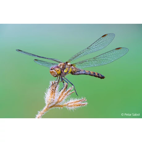 Sony FE 100 mm F2.8 Macro GM