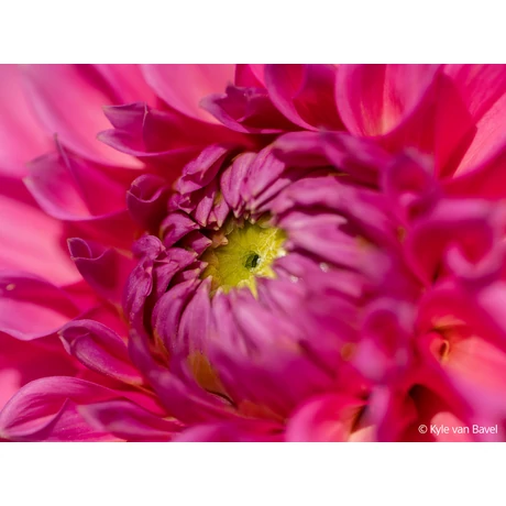 Sony FE 100 mm F2.8 Macro GM