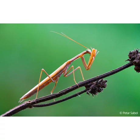 Sony FE 100 mm F2.8 Macro GM