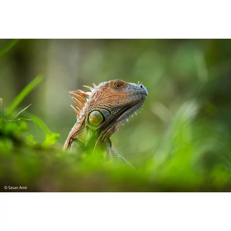 SEL400800G F6.3-8 G OSS